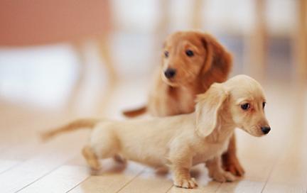 宠物死亡证明可以网上开吗,开宠物死亡证明要哪些材料