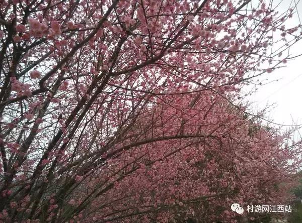 青岛冬季赏梅花的好去处,冬季梅花旅游攻略