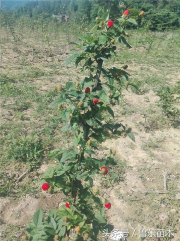 树莓怎么分辨假苗,怎么认识树莓苗是不是正宗的