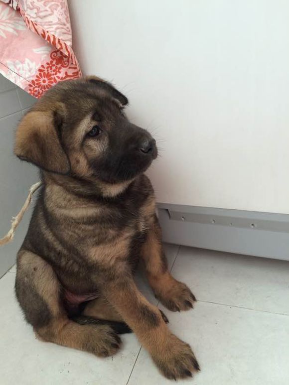 狗中之王牧羊犬,狗中之王是哪只狗