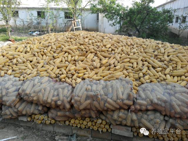 爱佳集团杨经理,杨文斌的养殖场