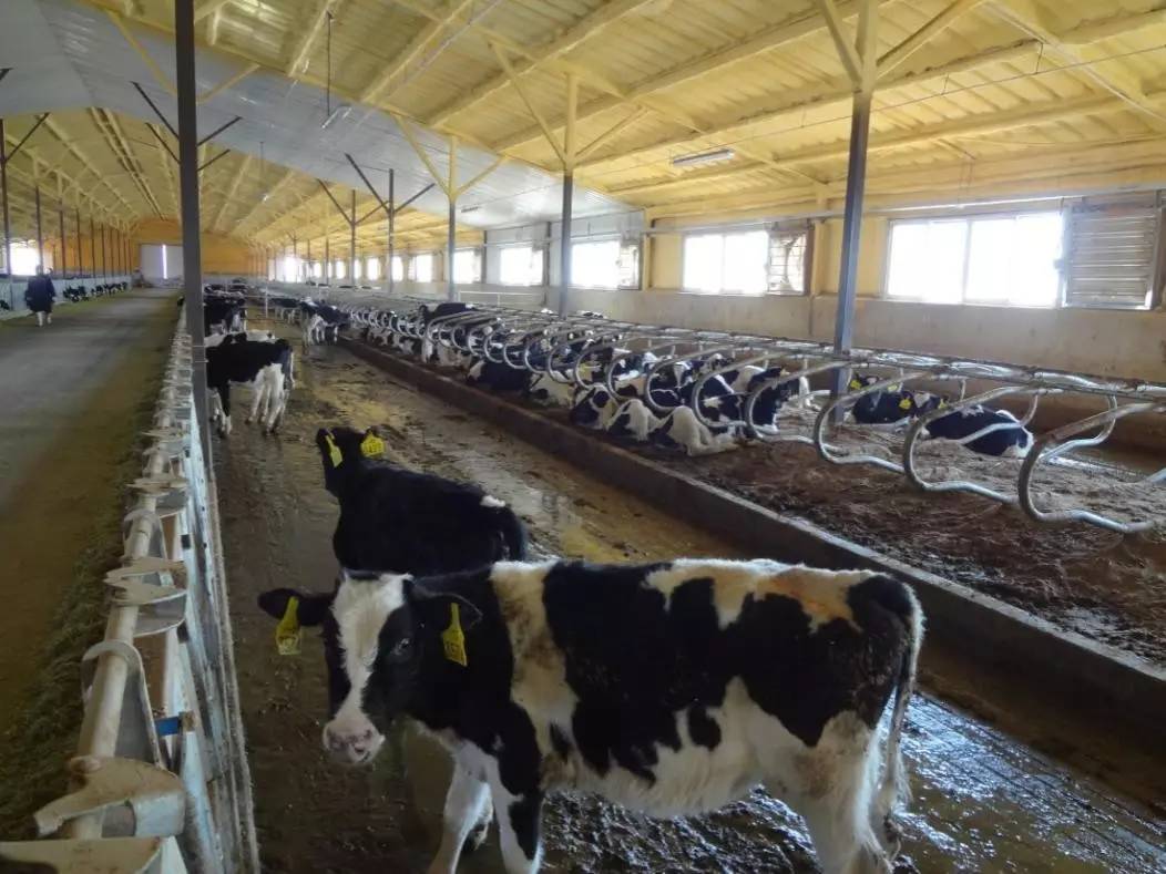 用心的犊牛管理者CRI国际兽医学博士——大卫L·布朗