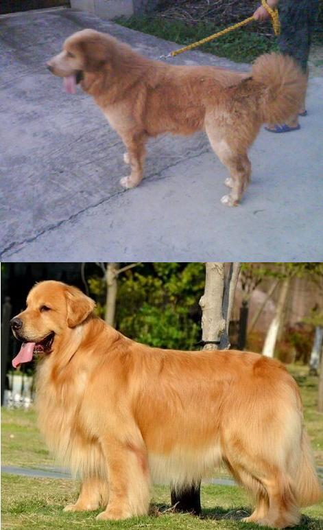 选择汪星人只看价格？真实经历告诉你为何不要贪便宜