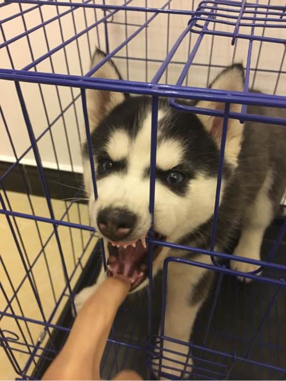 哈士奇的正确饲养方法有哪些,这才是哈士奇正确的打开方式