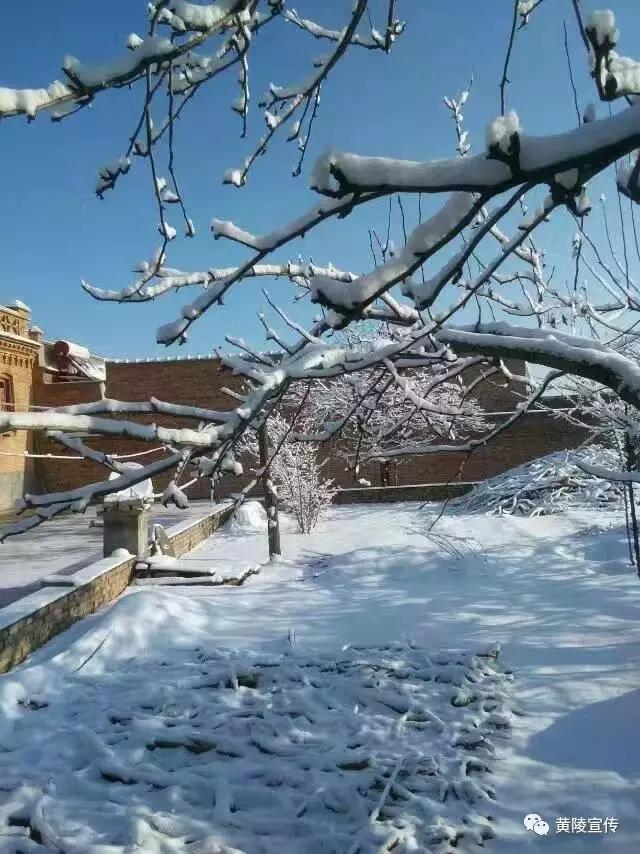 一场雪黄陵就美成了人间仙境