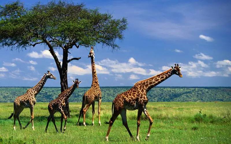 非洲科普｜长颈鹿的脖子为什么那么长？它又是怎样睡觉的？