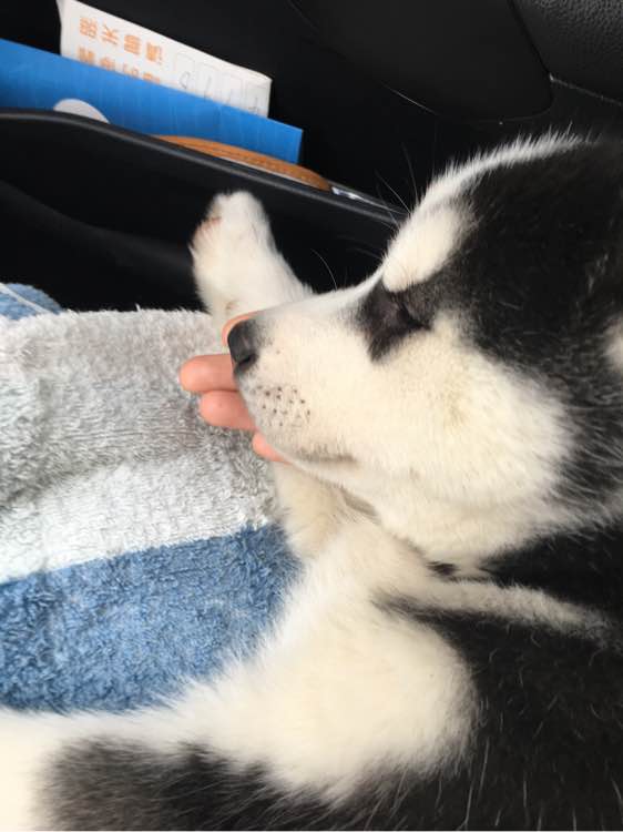 哈士奇的正确饲养方法有哪些,这才是哈士奇正确的打开方式