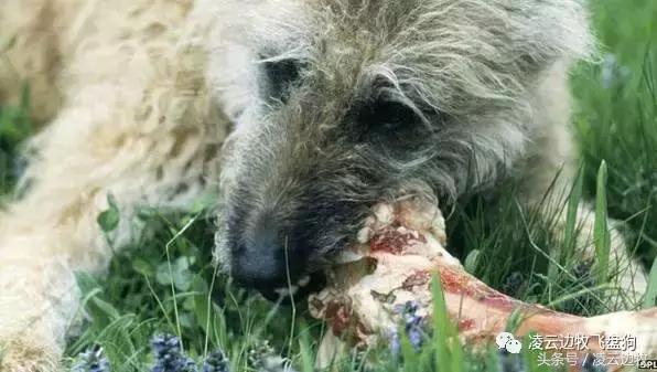 注意！骨头可以杀死狗！