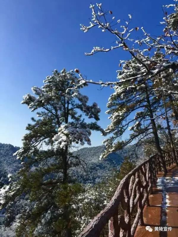 一场雪黄陵就美成了人间仙境