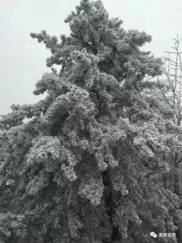 一场雪黄陵就美成了人间仙境