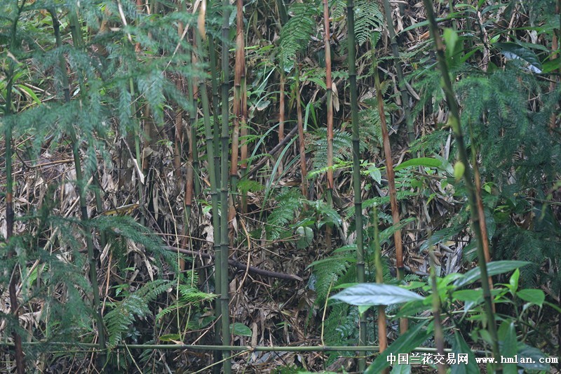 西部刀手，行走于中国道教神山四川洪雅瓦屋山，隐藏杀伐之气！