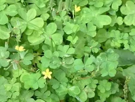 云南人再贵也要吃野生菌,云南人吃过最奢侈的一道菜