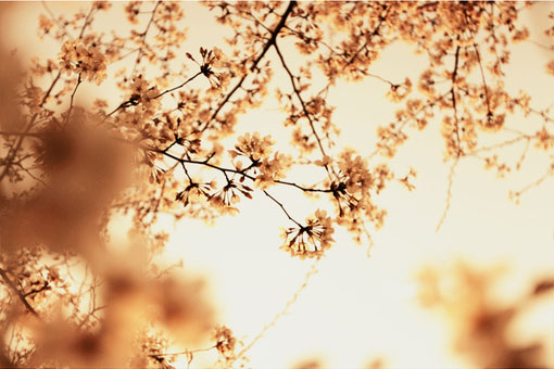 同学聚会被刺激虚荣的她做了老板*妇情**，丈夫的举动让她决定回头