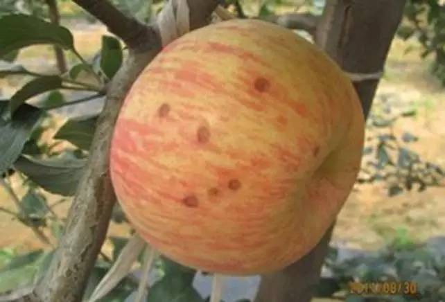 维纳斯苹果苦痘病为什么严重,苹果苦痘病症状及发生原因