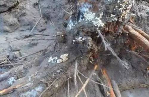 维纳斯苹果苦痘病为什么严重,苹果苦痘病症状及发生原因