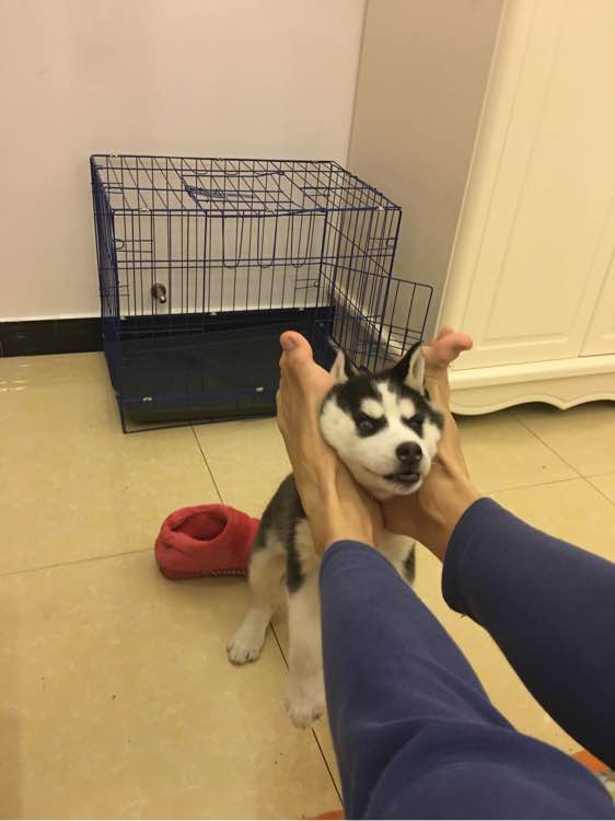 哈士奇的正确饲养方法有哪些,这才是哈士奇正确的打开方式