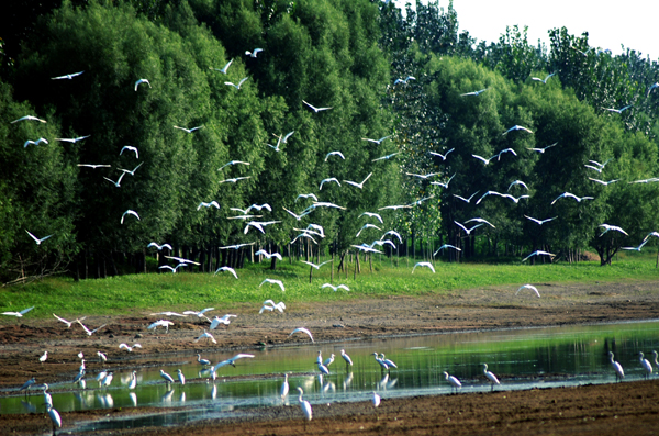 马天宇山东哪的,山东德州武城马天宇