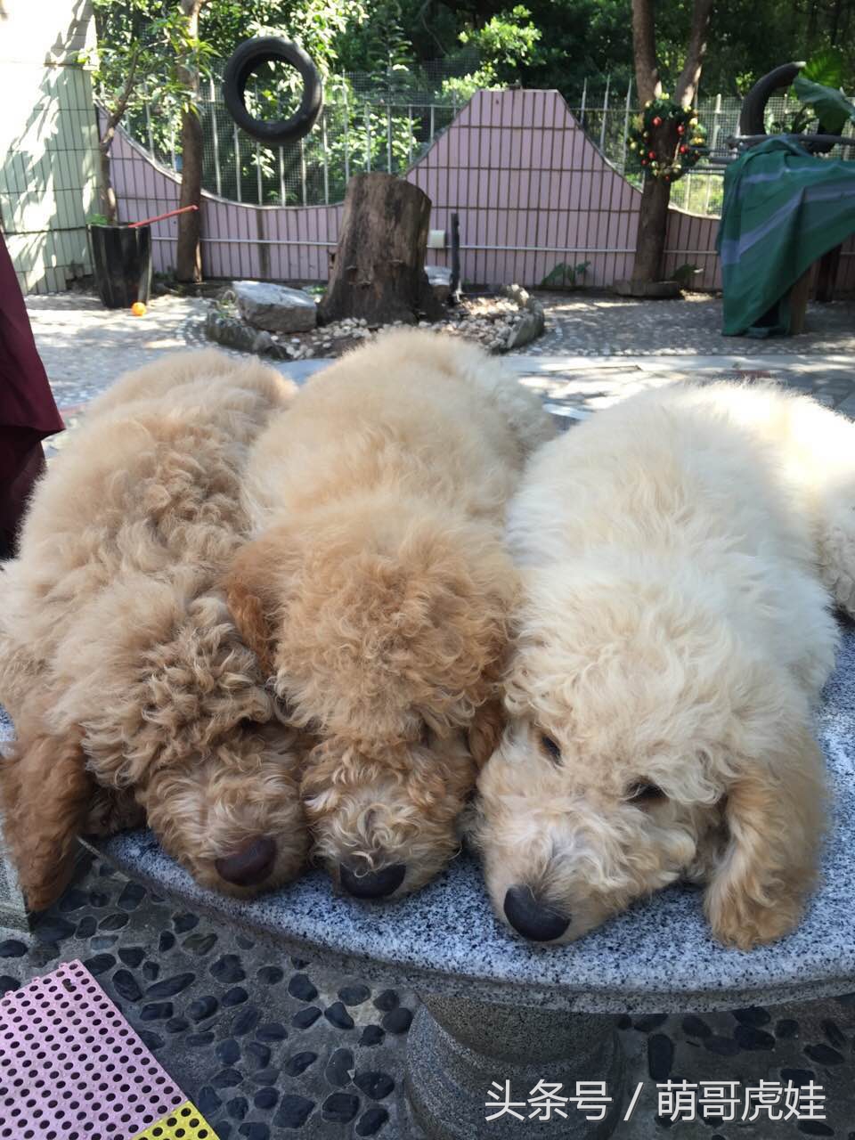 主人你不觉得我应该剪毛了么？你是打算把我养成古牧么？