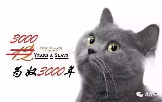蓝猫找猫报应,蓝毛找猫