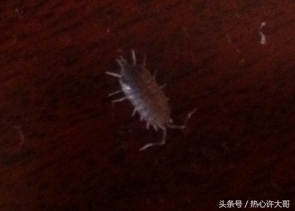 实木地板里面爬出虫子怎么办,装修完家里进虫子
