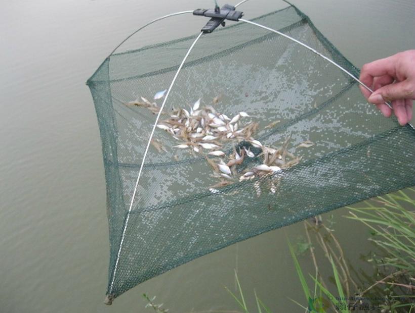 快速捕到鱼的方法,怎么捕野生鱼最好吃