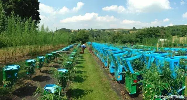 这个英国大叔从地里“种”出了一把椅子，价值2万多！