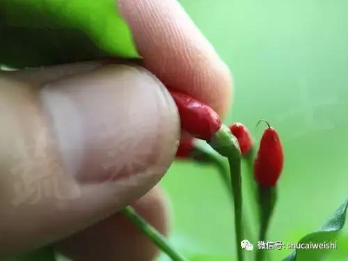 辣椒物语—让我们说说辣椒的味道！