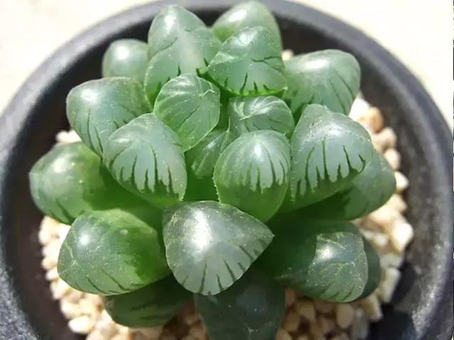 能抵御辐射的植物,最好的防辐射植物