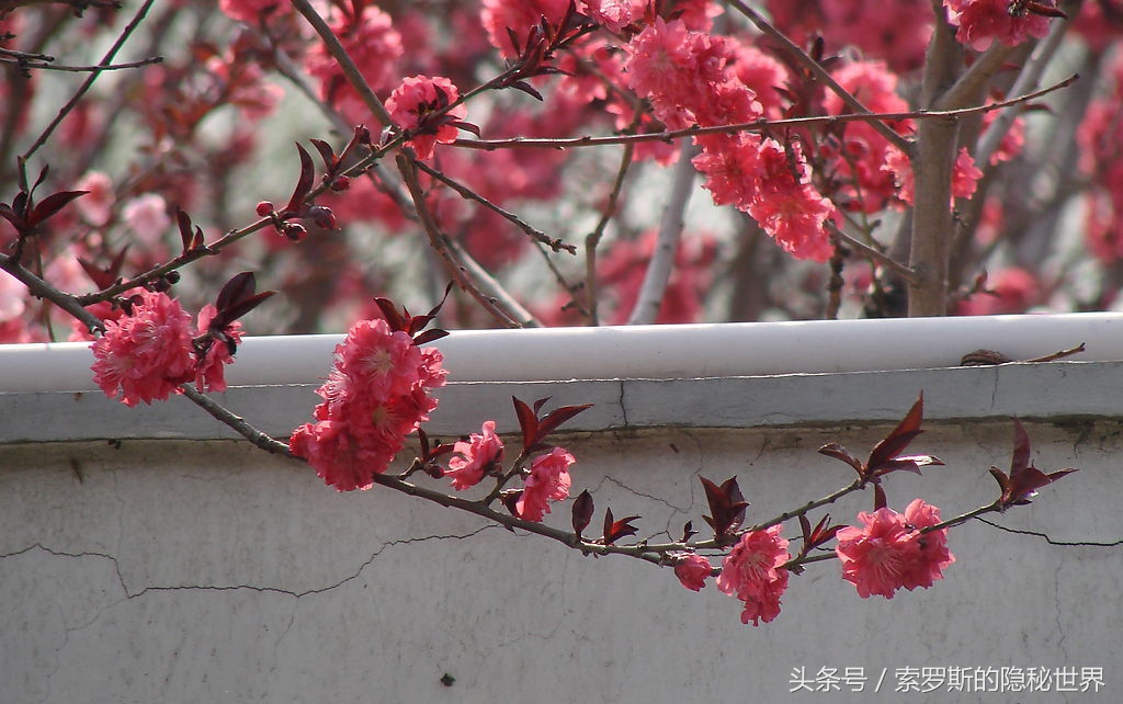 “山东帮”无缘ST黑豹下一个冲天涨停板在这（名单）