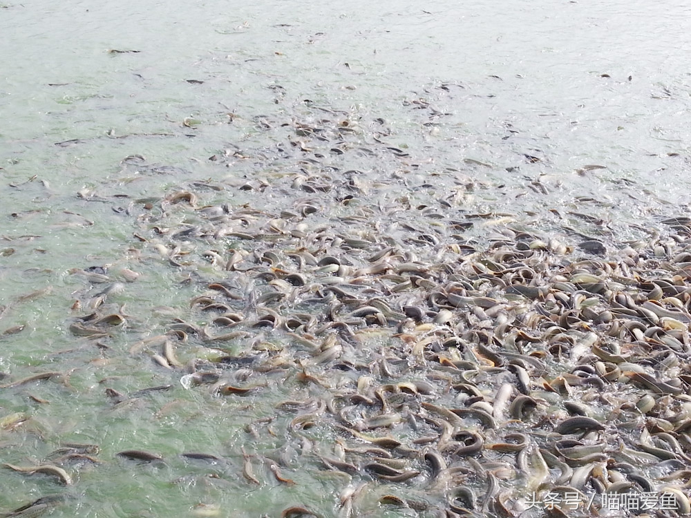 养殖泥鳅需要多少成本,大棚养泥鳅成本多少钱