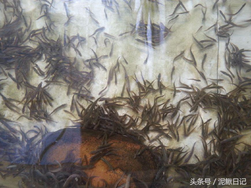 养泥鳅十大风险有哪些,养殖泥鳅十养九亏