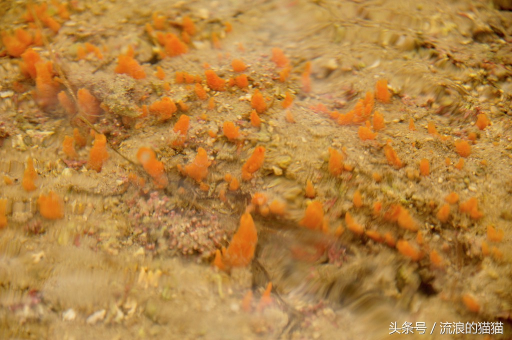 毛里塔尼亚，这个以肥为美的神奇国度究竟是什么样的？