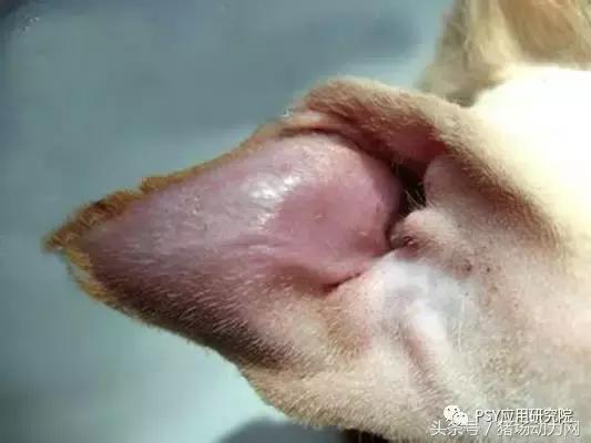 兽医站治疗耳血肿,猪外科手术有哪些