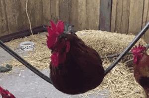 鸡看到都要气得说话的奢侈品鸡年限量版，港真，你们的审美真不如淘宝