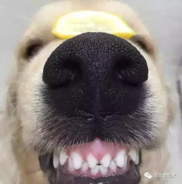 金毛不是最温柔善良的狗狗吗,大壮是只汪