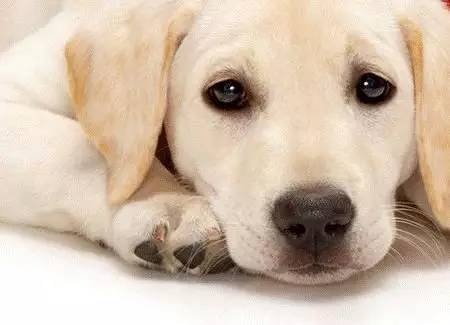 狗狗年纪大了白内障怎么办,狗狗得白内障有啥治疗方法