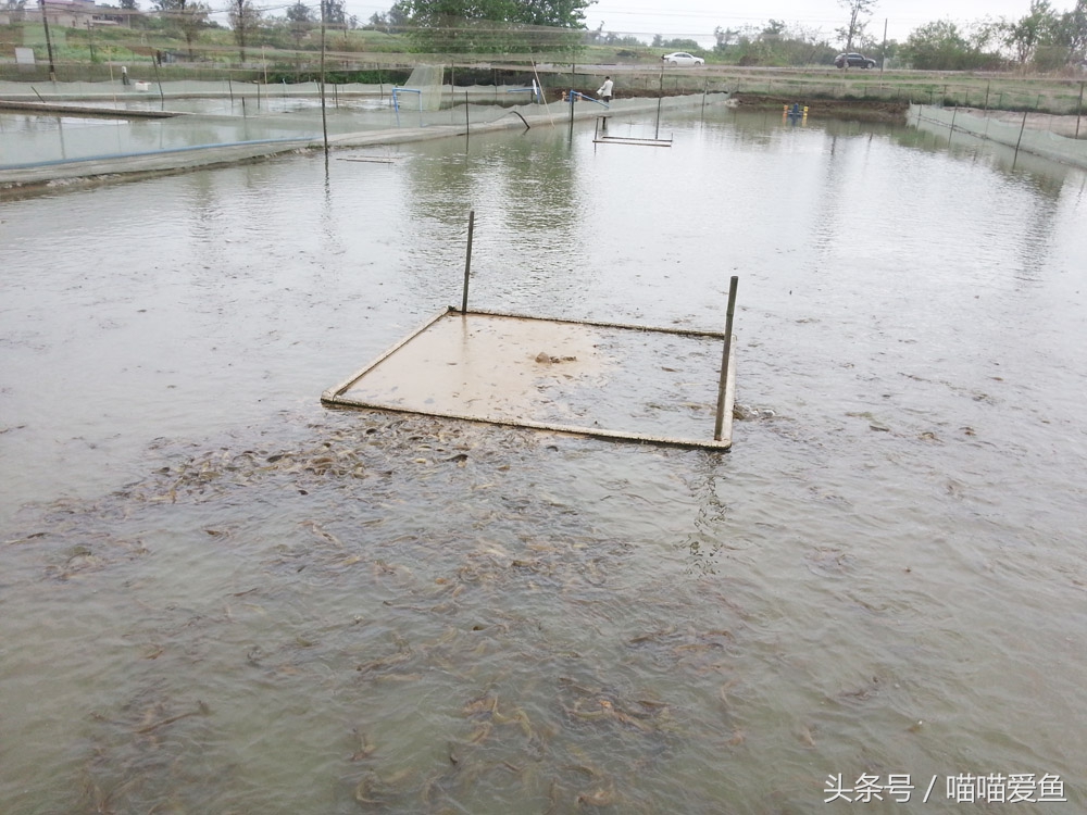 养殖泥鳅需要多少成本,大棚养泥鳅成本多少钱