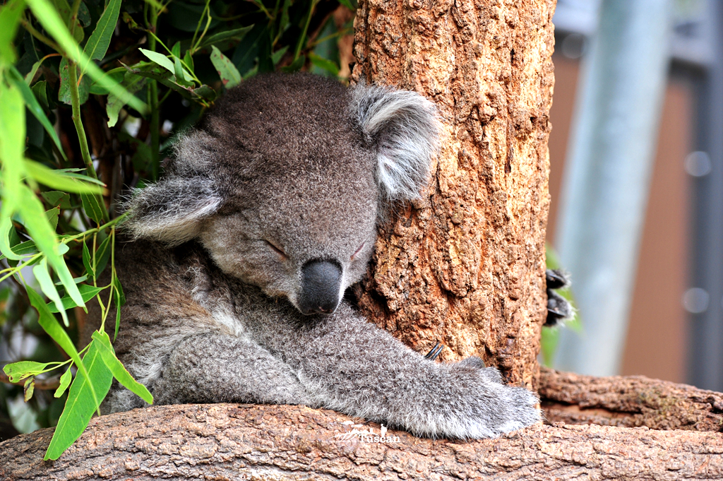 悉尼旅游攻略网红,怎么攻略悉尼