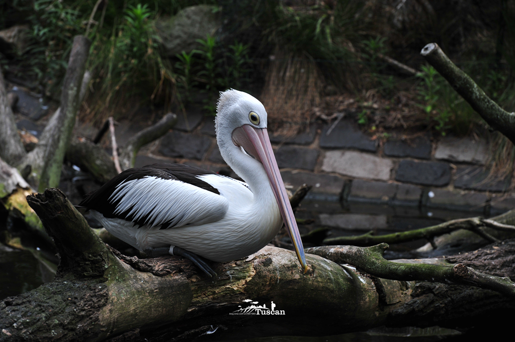 悉尼旅游攻略网红,怎么攻略悉尼