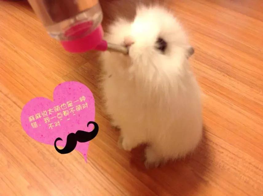 幼儿的兔兔可以喝水吗,兔兔只喝水不吃东西怎么办