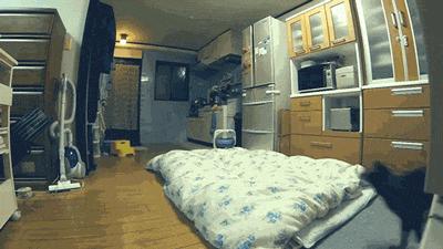 猫的跑步能力,猫的运动能力有多强