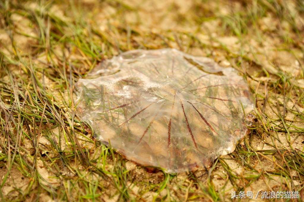 毛里塔尼亚，这个以肥为美的神奇国度究竟是什么样的？