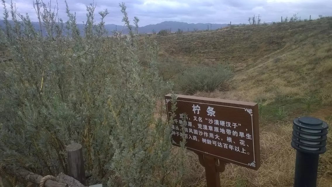 王维大漠孤烟直沙坡头,沙坡头大漠孤烟直在哪里看