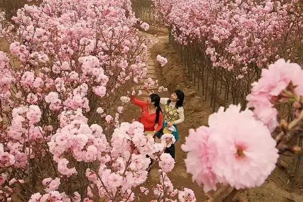 清远最美的花海在什么景点,广东清远花海风景
