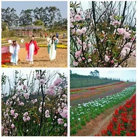 清远最美的花海在什么景点,广东清远花海风景