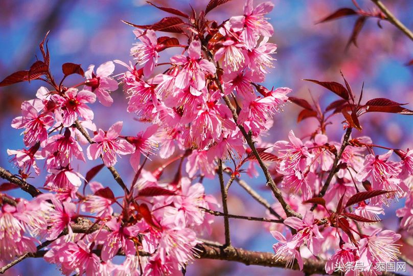 泰国黎府,泰国北柳府樱花