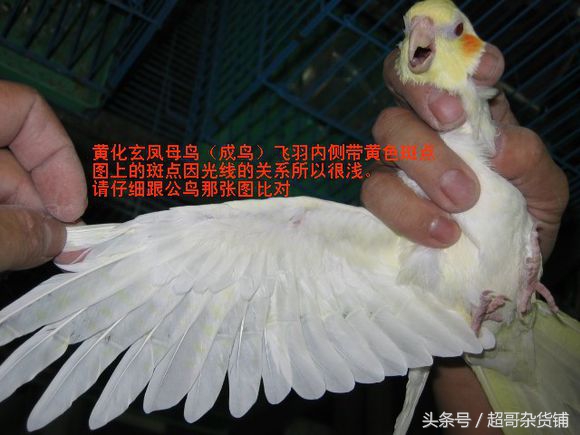 虎皮鹦鹉如何分辨雌雄,百合鹦鹉怎么区分雌雄