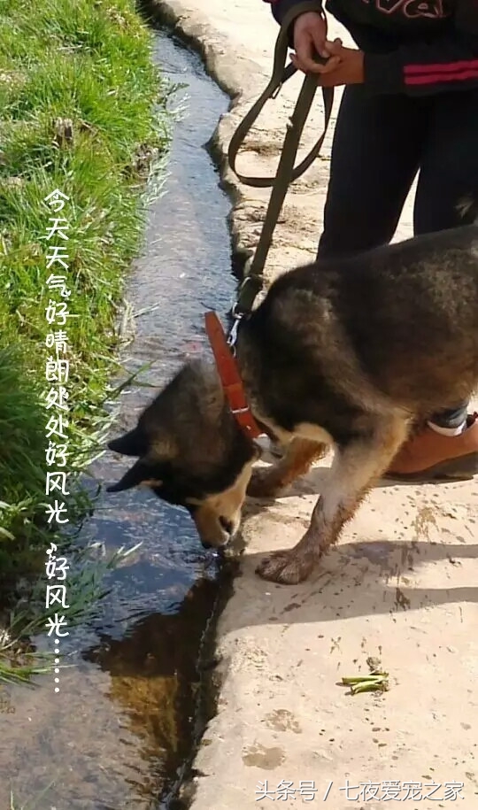 哈士奇在农村放养还是拴住,哈士奇不能养吗