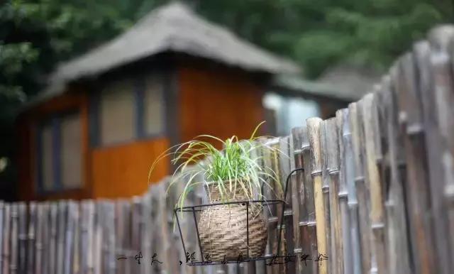 田螺姑娘在水里,水缸里的田螺姑娘