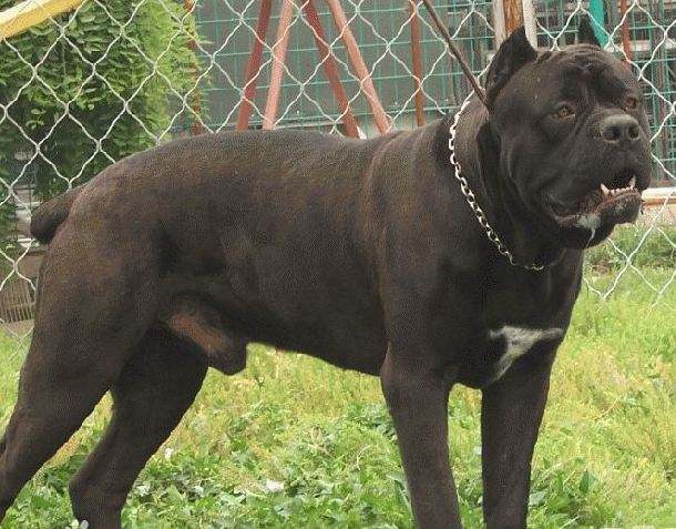 卡斯罗适合多大洗澡,怎么给卡斯罗洗澡